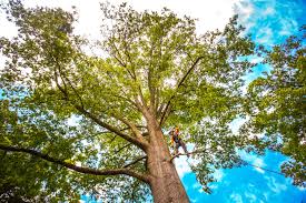 Best Tree and Shrub Care  in Tonkawa, OK